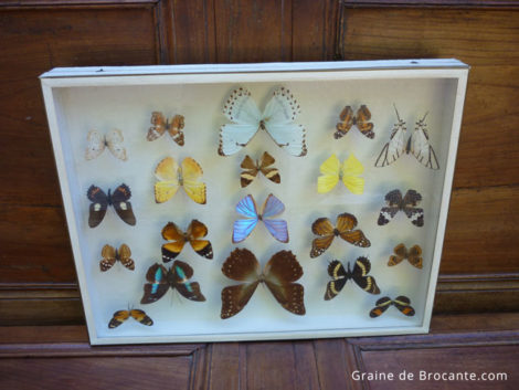 Cadre de papillons naturalisés, Nérée Boubée